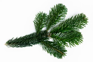 Gałązka jodły kaukaskiej- 30 cm (1 sztuka)