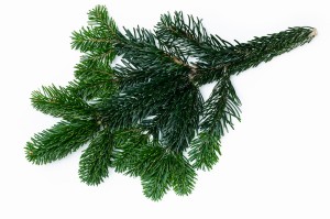 Gałązka jodły kaukaskiej- 60 cm (1 sztuka)