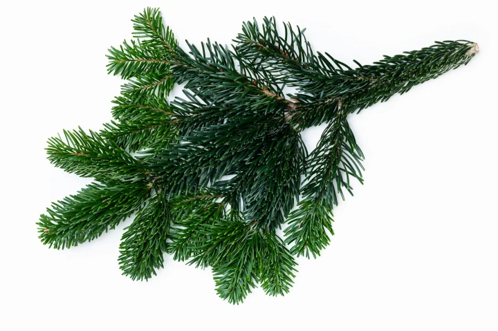 Gałązka jodły kaukaskiej- 60 cm (1 sztuka)