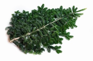 Gałązka jodły kaukaskiej- 90 cm (1 sztuka)