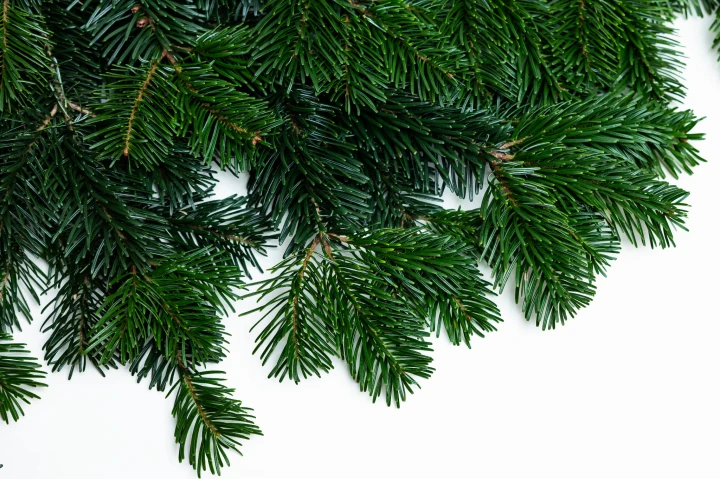 Gałązka jodły kaukaskiej- 90 cm (1 sztuka), zdjęcie 3