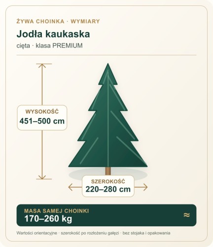 451 - 500 cm Jodła Kaukaska Żywa Choinka Cięta PREMIUM, zdjęcie 2