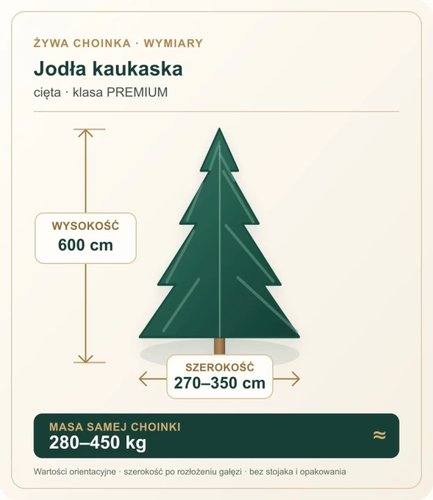 600cm Jodła Kaukaska Żywa Choinka Cięta PREMIUM, zdjęcie 2