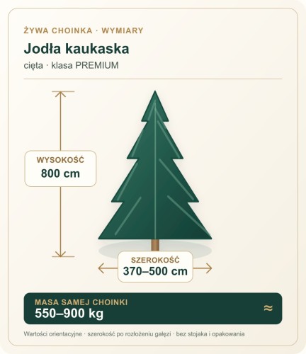 800 cm Jodła Kaukaska Żywa Choinka Cięta PREMIUM, zdjęcie 2