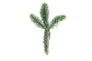 Gałązka jodły Nobilis- 10 cm (szt.)