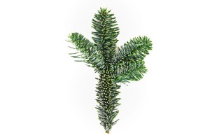 Gałązka jodły Nobilis- 15 cm (szt.)