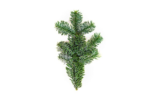Gałązka jodły Nobilis- 40 cm (szt.), zdjęcie 2