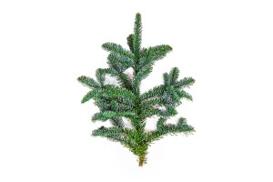 Gałązka jodły Nobilis- 50 cm (szt.)