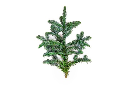 Gałązka jodły Nobilis- 50 cm (szt.)