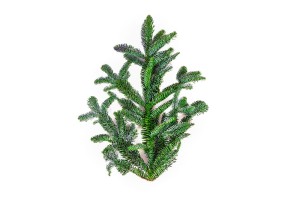 Gałązka jodły Nobilis- 60 cm (szt.)