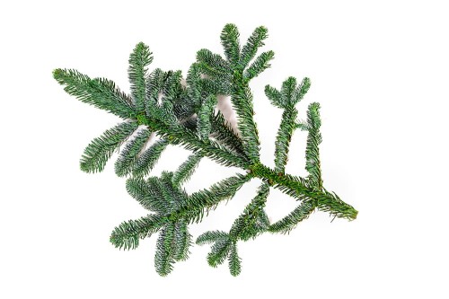 Gałązka jodły Nobilis- 60 cm (szt.), zdjęcie 2