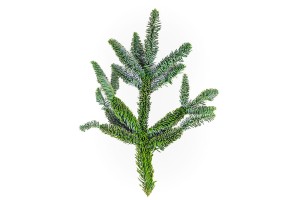 Gałązka jodły Nobilis- 40 cm (szt.)