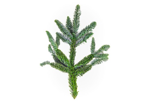 Gałązka jodły Nobilis- 40 cm (szt.)