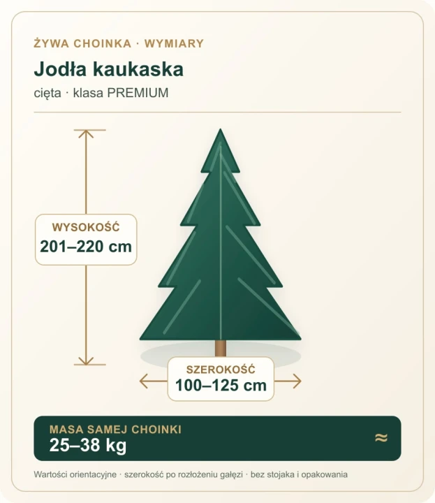 201 - 220 cm Jodła Kaukaska Żywa Choinka Cięta PREMIUM, zdjęcie 2