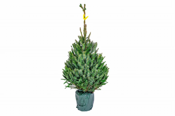 150 - 175 cm Świerk Serbski Żywa Choinka w Donicy