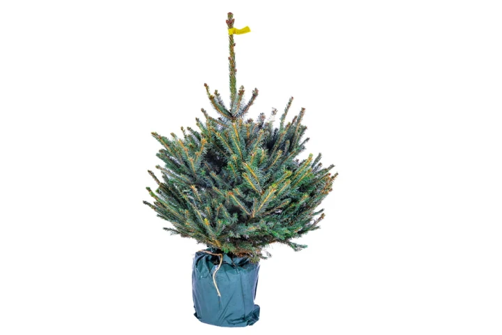 125 - 150 cm Świerk Srebrny Żywa Choinka w Donicy