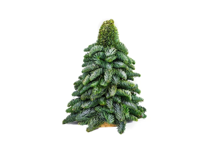 Mini choinka dekoracyjna Jodła Nobilis 60 cm