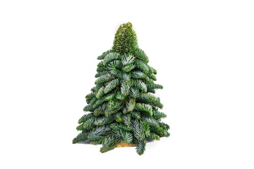 Mini choinka dekoracyjna Jodła Nobilis 30 cm