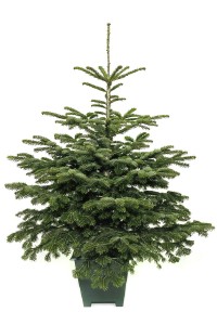 161-180cm Jodła Kaukaska Żywa Choinka w Donicy 