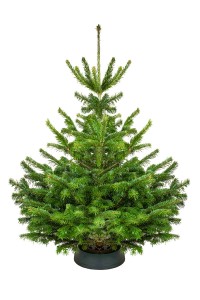 101-120cm Jodła Kaukaska Żywa Choinka Cięta STANDARD