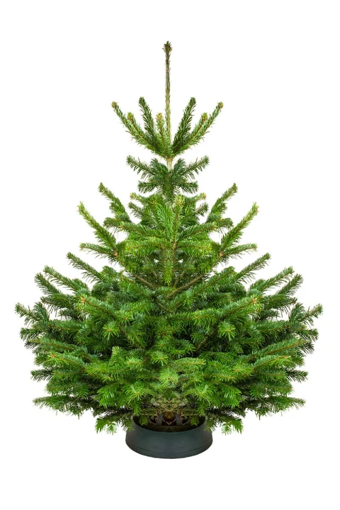 100 - 120 cm Jodła Kaukaska Żywa Choinka Cięta STANDARD