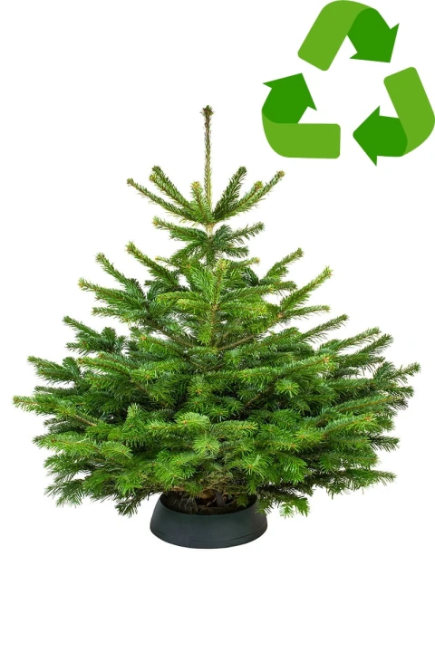 100 - 120 cm Jodła Kaukaska Żywa Choinka Cięta PREMIUM, zdjęcie 7
