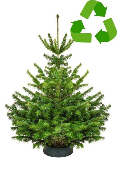 100 - 120 cm Jodła Kaukaska Żywa Choinka Cięta STANDARD, zdjęcie 7
