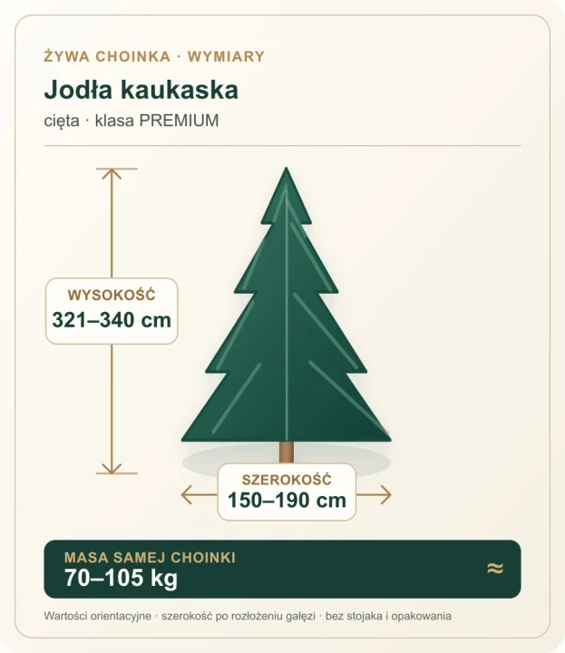 321 - 340 cm Jodła Kaukaska Żywa Choinka Cięta PREMIUM, zdjęcie 2