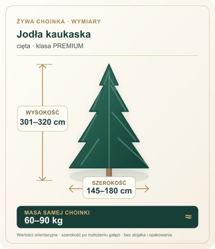 301 - 320 cm Jodła Kaukaska Żywa Choinka Cięta PREMIUM, zdjęcie 2