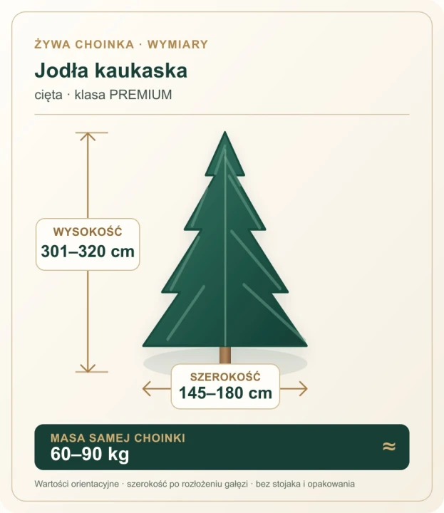 301 - 320 cm Jodła Kaukaska Żywa Choinka Cięta PREMIUM, zdjęcie 2