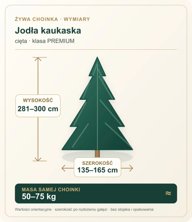 281 - 300 cm Jodła Kaukaska Żywa Choinka Cięta PREMIUM, zdjęcie 2