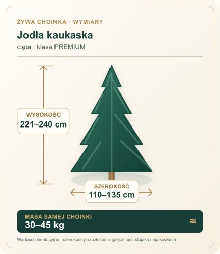 221 - 240 cm Jodła Kaukaska Żywa Choinka Cięta PREMIUM, zdjęcie 2