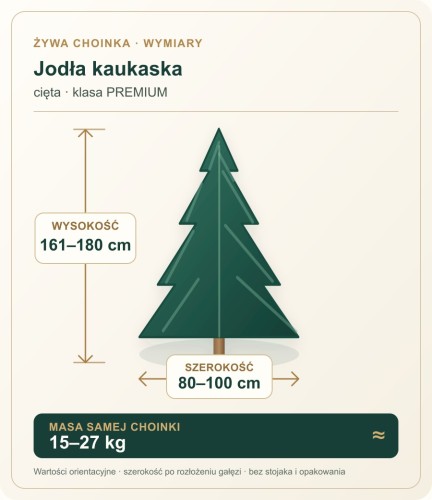 161 - 180 cm Jodła Kaukaska Żywa Choinka Cięta PREMIUM, zdjęcie 2