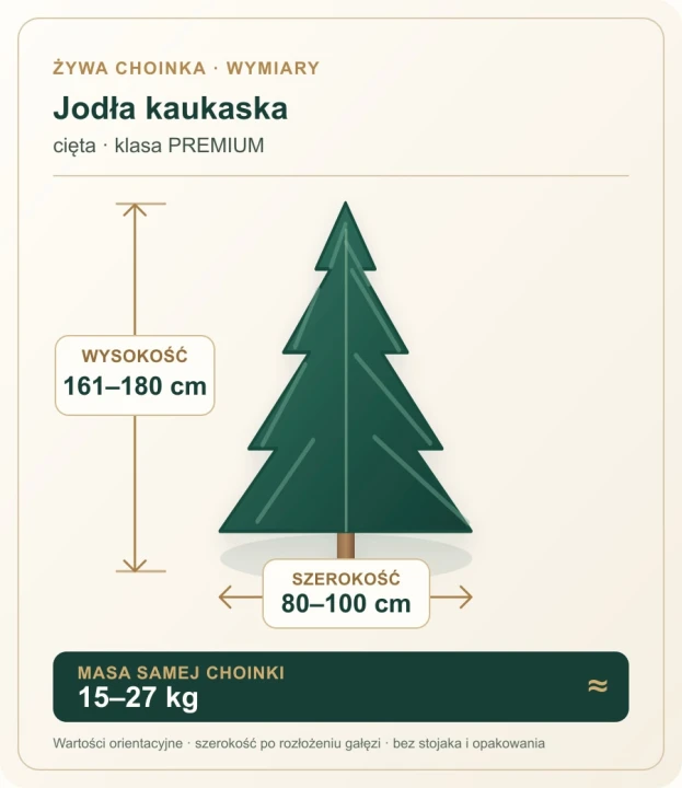 161 - 180 cm Jodła Kaukaska Żywa Choinka Cięta PREMIUM, zdjęcie 2