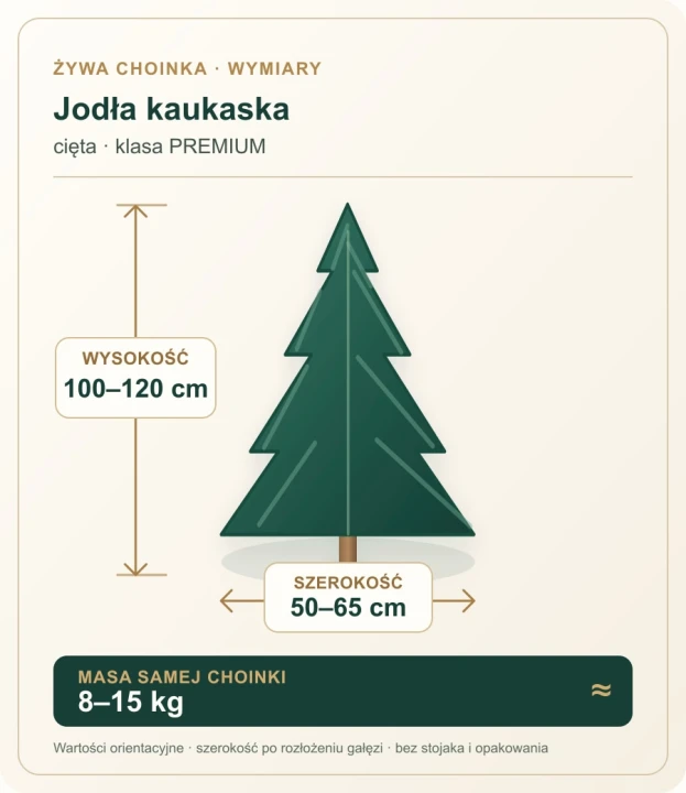 100 - 120 cm Jodła Kaukaska Żywa Choinka Cięta PREMIUM, zdjęcie 2