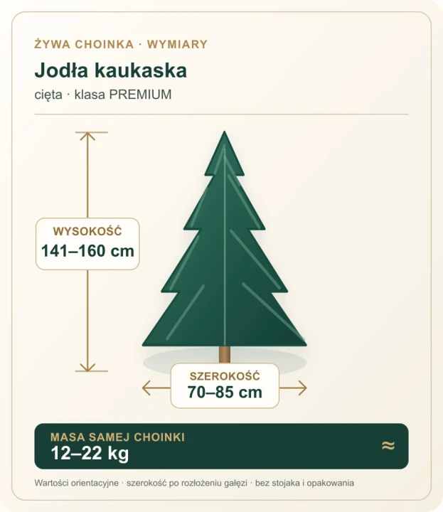 141 - 160 cm Jodła Kaukaska Żywa Choinka Cięta PREMIUM, zdjęcie 2