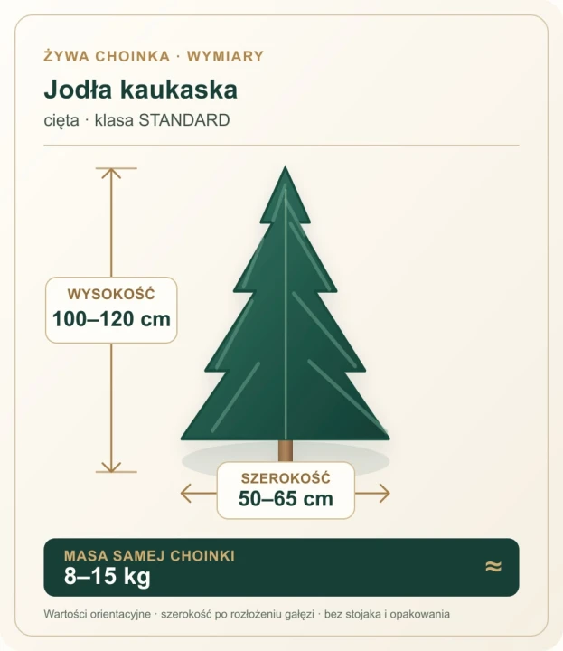 100 - 120 cm Jodła Kaukaska Żywa Choinka Cięta STANDARD, zdjęcie 2