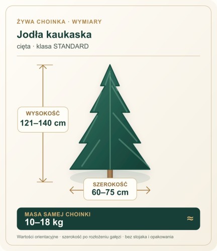 121 - 140 cm Jodła Kaukaska Żywa Choinka Cięta STANDARD, zdjęcie 2