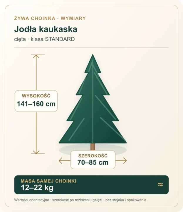 141 - 160 cm Jodła Kaukaska Żywa Choinka Cięta STANDARD, zdjęcie 2