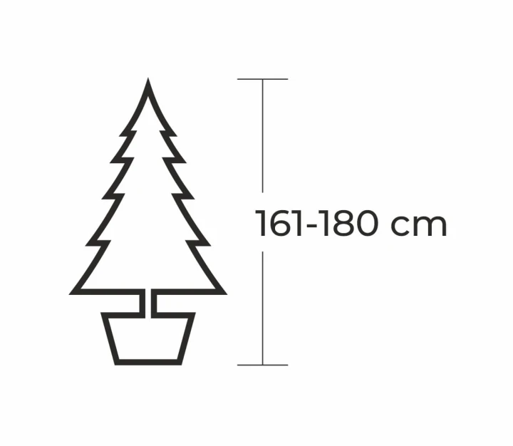 161 - 180 cm Jodła Kaukaska Żywa Choinka w Donicy, zdjęcie 2