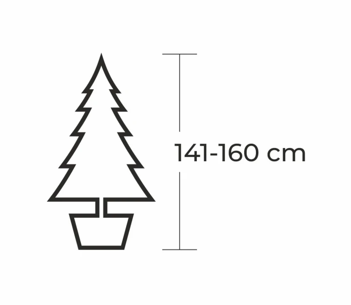 141 - 160 cm Jodła Kaukaska Żywa Choinka w Donicy, zdjęcie 2