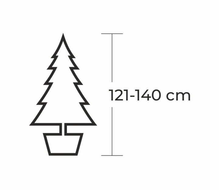 121 - 140 cm Jodła Kaukaska Żywa Choinka w Donicy, zdjęcie 2