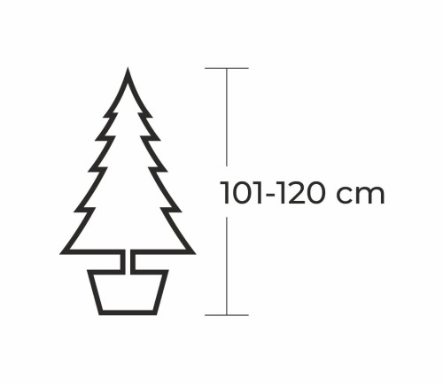 100 - 120 cm Jodła Kaukaska Żywa Choinka w Donicy, zdjęcie 2