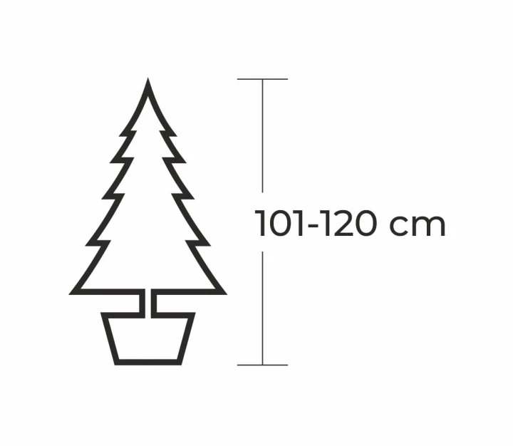 100 - 120 cm Jodła Kaukaska Żywa Choinka w Donicy, zdjęcie 2