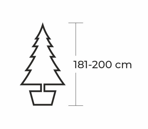 181 - 200 cm Jodła Kaukaska Żywa Choinka w Donicy, zdjęcie 2
