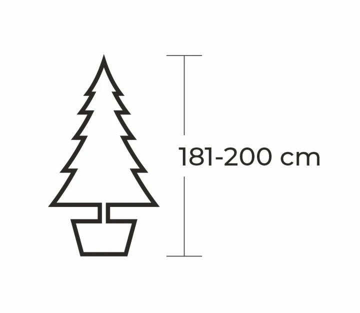 181 - 200 cm Jodła Kaukaska Żywa Choinka w Donicy, zdjęcie 2