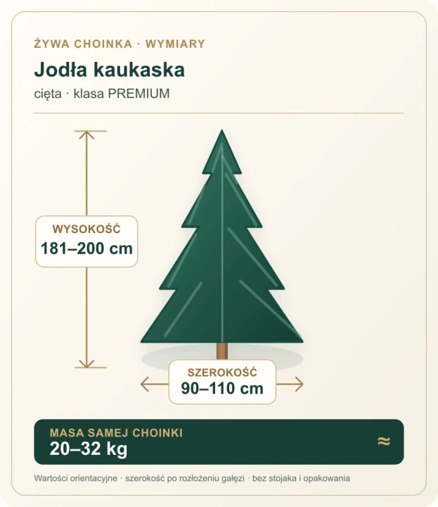 181 - 200 cm Jodła Kaukaska Żywa Choinka Cięta PREMIUM, zdjęcie 2