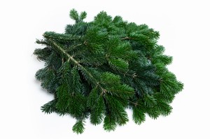 Gałązki 12 kg jodła kaukaska