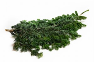 Gałązka jodły kaukaskiej- 100 cm (1 sztuka)