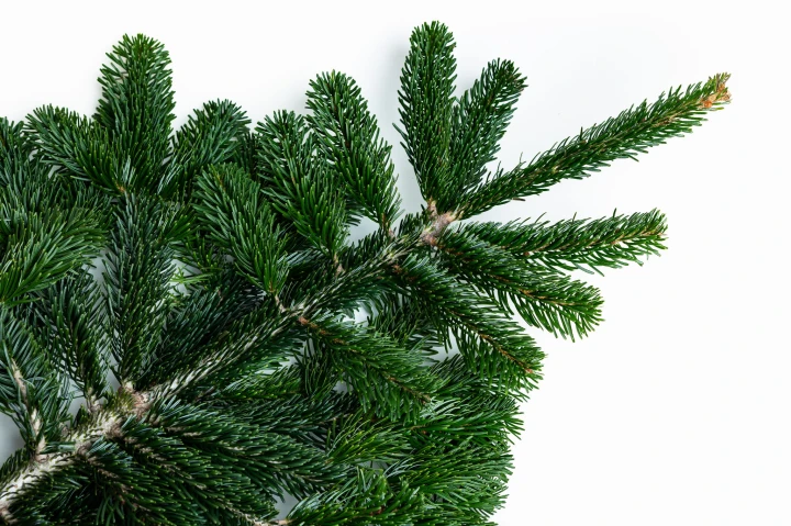Gałązka jodły kaukaskiej- 100 cm (1 sztuka), zdjęcie 3